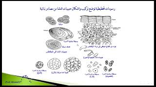 مورفولوجيا وتشريح النبات (م 7 إضاقى) تابع الخلية النباتية 