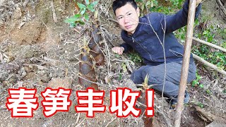 Dongge is the real professional digging bamboo shoots! This technique is clean and neat