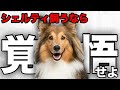 【解説】迎える前に1度見て!シェットランド・シープドッグの魅力や注意点について教えます!