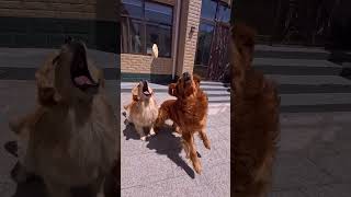 Cute pets #Dog's Daily Life #Slow Motion Video #Golden Retrievers Jinzi and Lightning