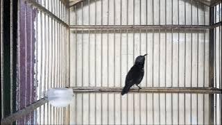 Kolibri Ninja dada hitam