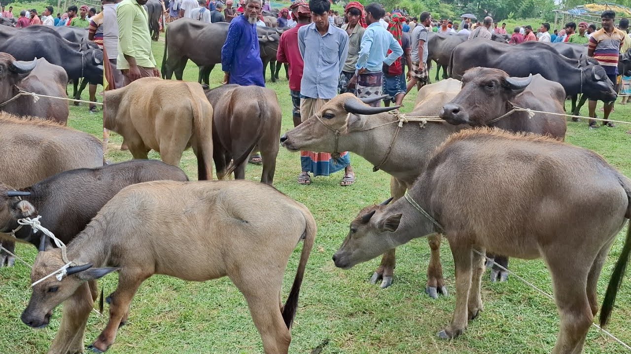 আজ ২১/২/২৬ | মহিষের বাচ্চার দাম শুনলে অবাক হবেন!  সবচেয়ে ছোট ছোট মহিষের দাম জানুন | কাহারোল হাট 