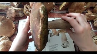 [ENG] How to plant boletus in your own garden. How to grow porcini mushrooms how to sow #mushrooms