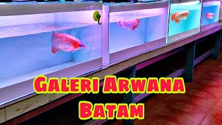 Galery Arwana Super Red Batam