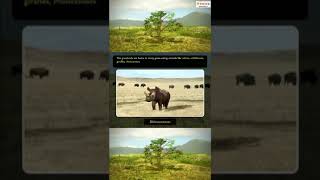 Grasslands | Wildlife | #YouTubeShorts #Shorts | iKen