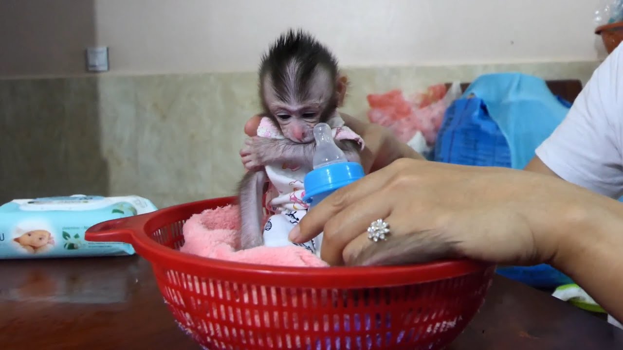 Little Jody Sit In Basket Reject Drink Milk  So Sadly .