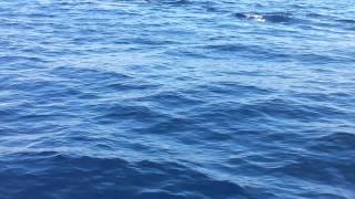 Delfiny Na Oceanie Atlantyckim