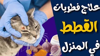 علاج فطريات القطط في المنزل