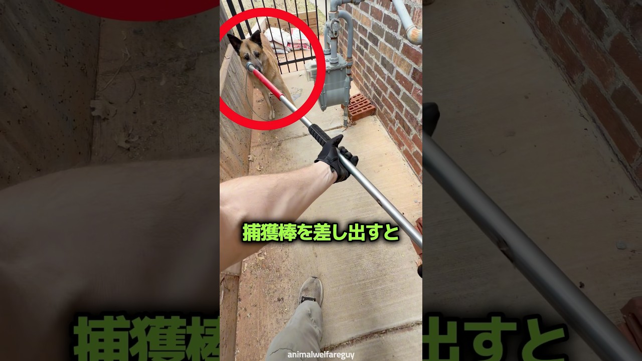 危険だと通報された犬が必死に逃げた本当の理由 🐕