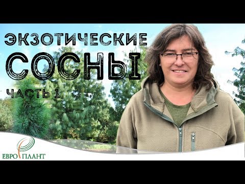 Экзотические сосны. Часть 1. Сосна гималайская и сосна Шверина