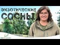 Экзотические сосны. Часть 1. Сосна гималайская и сосна Шверина