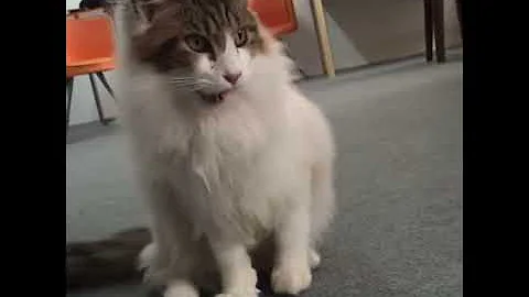 Video 3583961: maine coon british, british hair, playing british, mainecoon playing