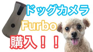 見守り用ドッグカメラ、ファーボ（Furbo）を使ったら、遠吠えしまくっていた!!アプリインストール、設定方法等も公開【トイプードル】