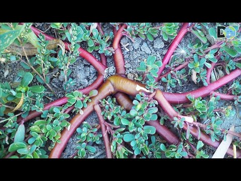 Esta Planta silvestre No Vale nada y sirve para todo (La Verdolaga)