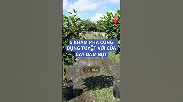 5 CÔNG DỤNG TUYỆT VỜI CỦA CÂY DÂM BỤT