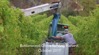 Buttonwood Grove Riesling Harvest 2017