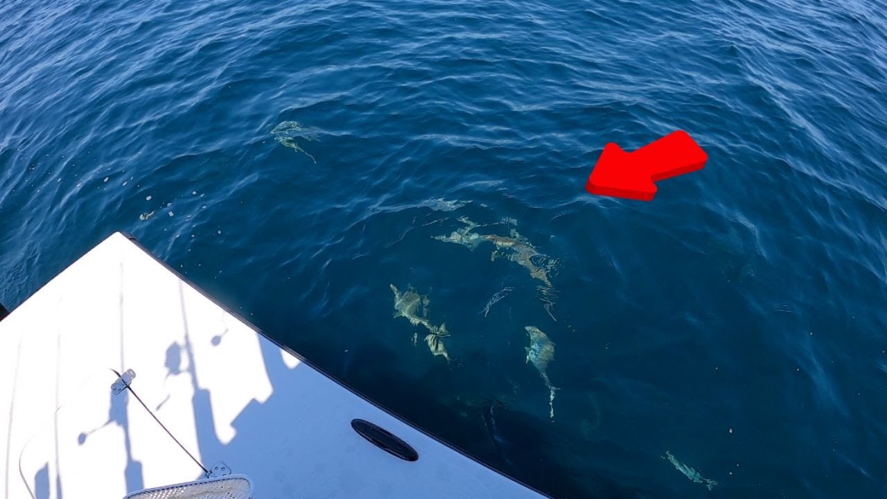 Fishing In The Gulf Of Mexico For Delicious Reef Fish