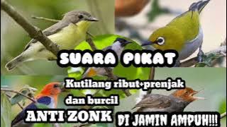 SUARA pikat KUTILANG ribut kombinasi suara burung kecil.ANTI ZONK!!