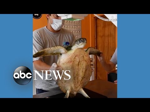 वीडियो: पेट स्कूप: दक्शंड ब्युरेंड्स पैरालाइज्ड कैट, फ्लोरिडा में दर्जनों समुद्री कछुओं को छोड़ा गया