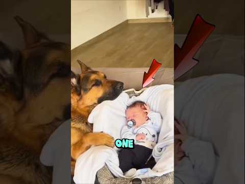 German Shepherd Became Baby's MOM #dogrescue #youtubeshorts #shortsfeed