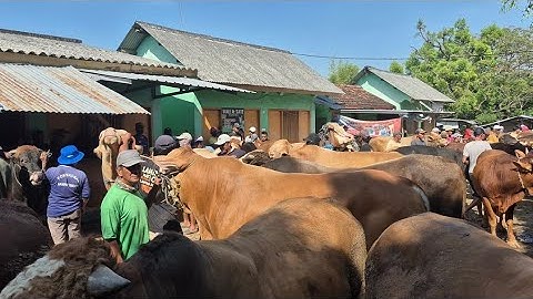 21 JUTA‼️SAPI JUMBO NUMPUK GAK LAKU | Pasar Sapi Tuban