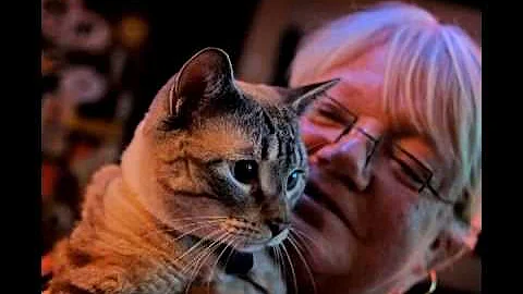 Patti Wilde - The Server And The Cat
