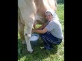 А много ль корова даёт молока?