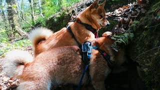 Shiba Inu sisters looking for the mice hid in the stone wall.