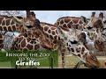 Bringing the Zoo to You: Giraffes