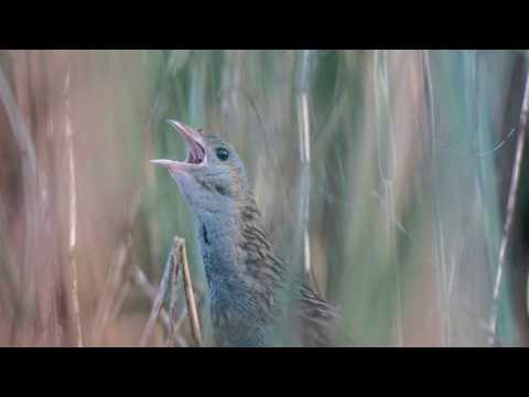Video: Hva Er De Sjeldneste Fuglene