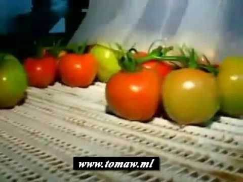 Video: Kepta Vištiena Su šparagais Ir Vyšniniais Pomidorais