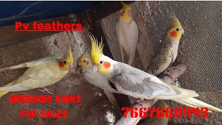 Cocktail breeding pairs for sales in salem