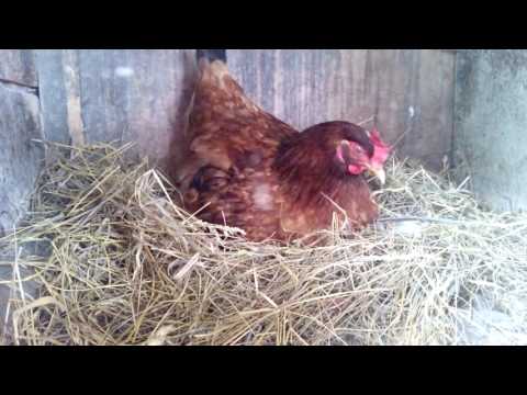 Курица кукушка подкидывает яйца квочке