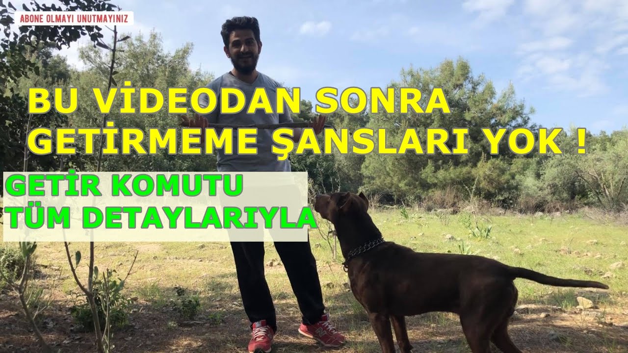 köpek eğitimi Köpeklerde getir komutu canlı gösterim #köpekeğitimi #yavruköpekeğitimi