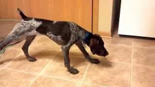 Download lagu German Shorthaired Pointer Puppy to Adult German Shorthaired Pointer Puppy to Adult
