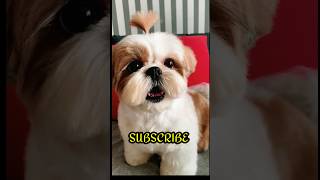 dog barking sound#dogbarking #dogbarkingsounds #dog #doglover