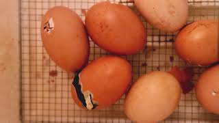 1 Minute Time-Lapse Of Baby Chicken Hatching