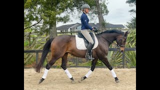 Wisdom Sienna 'CC' schooling in dressage Wisdom Sienna 'CC' schooling in dressage