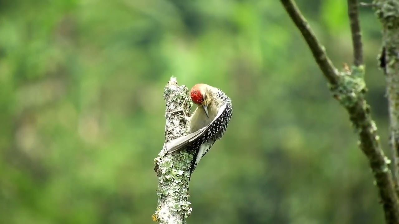 Red-bellied woodpecker (Melanerpes carolinus)