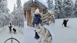 360 View Husky Dog Sledding on the Artic Circle