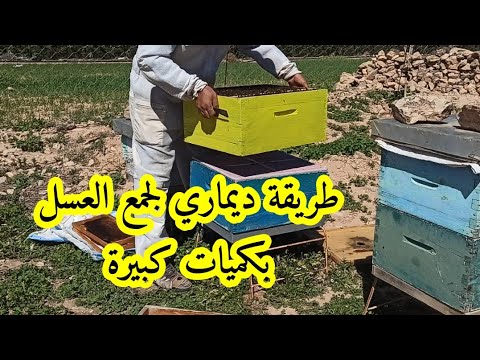 طريقة ديماري لجمع العسل و منع التطريد الطبيعي