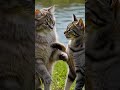 playfully cats and happily swimming ducks!