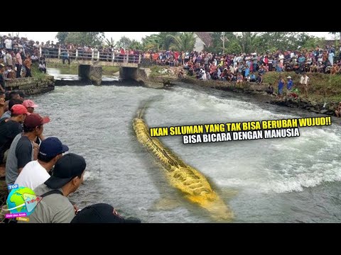 Video: Dari mana asalnya sericea lespedeza?