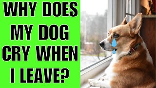 Why Does My Dog Cry When I Leave (MUST KNOW) by Cocker Spaniel World 72 views 2 weeks ago 2 minutes, 36 seconds