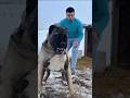 #“Top 3 Most Dangerous &amp; Fearless Dogs — The Last One Can Even Kill a Lion!” 🦁🐶#facts  #shorts