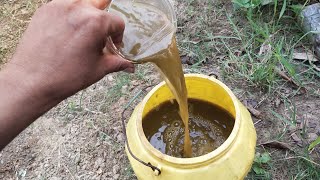 ताजा गोबर और गुड़ पौधे में जान डाल देगा l #cowdung #compost #liquidfertilizerf #बागवानी