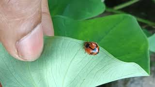 Spotless lady beetle 🐞