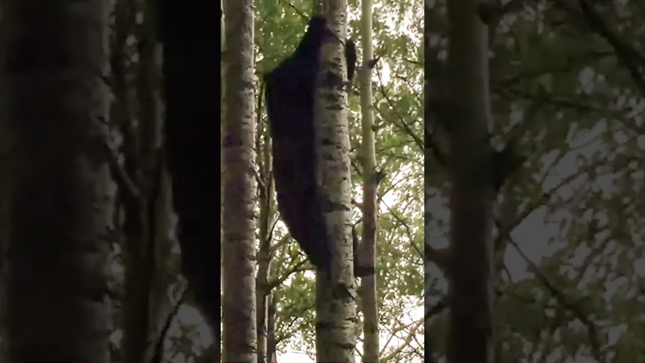 Tranquilizer Hit! Black Bear Falls from Tree 