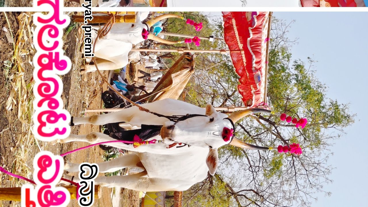 ಬಾಗಲಕೋಟ ಎತ್ತಿನ ಜಾತ್ರೆ                                           04/02/2026..|| Bagalkot attina jatre