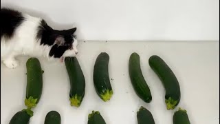 Mauri the Cucumber Loving Cat Eating Cucumbers 10 Minutes Straight (and hating zucchini)